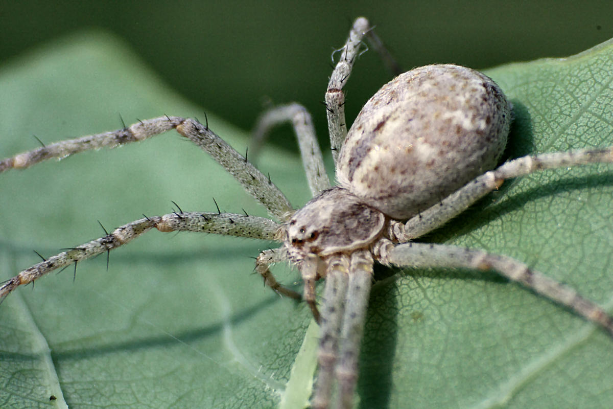Philodromus - Lesmo (MB)